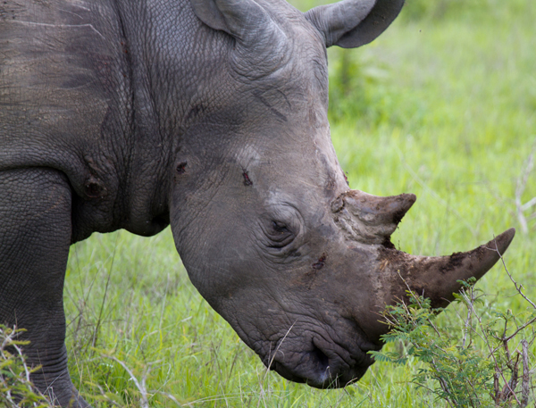 Injured horn and skin